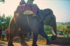 Elephant, Bihar