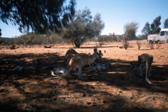 Kangaroos Seeking Shade, Red Centre